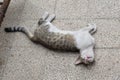 A picture of a spotted two-colored cat sleeping on the ground