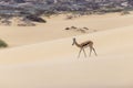 Picture of a springbok with horns in on a sand dune in Namib desert in Namibia Royalty Free Stock Photo