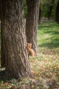 Picture of squirrel climbing the tree