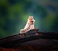 Picture of Squirrel holding its tail on a wooden plate