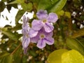 Blue Porterweed - Plants - Nature - Garden.