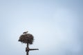 Stork bird standing on its wooden nest, installed on an old electric pole, during a cloudy afternoon in Serbia, Balkans Royalty Free Stock Photo