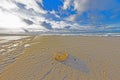 Picture of a stranded jellyfish on a winter beach