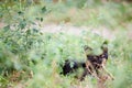 Angry stray black cat, hiding in grasses and bushes, looking and staring at the camera with its yellow eyes Royalty Free Stock Photo