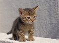 stray kitten on a wall Royalty Free Stock Photo