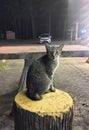 picture of a street cat being persuaded to take a photo of a very funny food bribe