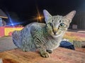 picture of a street cat being persuaded to take a photo of a very funny food bribe