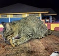 picture of a street cat being persuaded to take a photo of a very funny food bribe