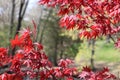 Stunning Japanese Red Maple