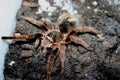 Picture of a subadult Grammostola Alticeps Royalty Free Stock Photo