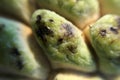 Sugar apple close up Royalty Free Stock Photo