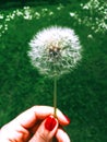 Picture of summer dandelion, retro style