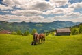 Grazing two horses at high-land pasture at Carpathian Mountains in rays of sunset. Royalty Free Stock Photo