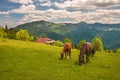 Grazing two horses at high-land pasture at Carpathian Mountains in rays of sunset. Royalty Free Stock Photo