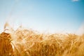 Picture of summer spikelets of wheat