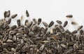 Sunflower black seeds on white background close up, nobody