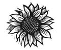 Picture of a sunflower. Sunflower illustration. Flower engraving. Sunflower flower . Sunflower engraving.