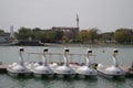 Picture of Swan-shaped pedal boats on a lake ready for the day. Royalty Free Stock Photo