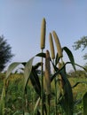 Nature in a farmer`s farm house , Rajasthan , India