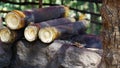 Bamboo Chicken in Araku valley