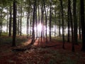 Sunlight through the trees