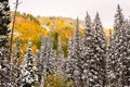 Early Fall Snow on Guardsman Pass