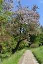Paulownia tomentosa tree blooming.