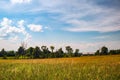 farmers field with golden growing crops Royalty Free Stock Photo