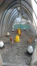 Inside a quick-built chicken tent