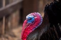 A close-up of the red and blue head of a black male turkey in a farmyard. Ecological poultry farming. Royalty Free Stock Photo