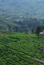 Tea plantations and mountain ranges covered in fog in Munnar Royalty Free Stock Photo