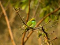 A Little Bird Sitting On Branch Royalty Free Stock Photo