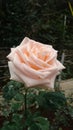 A giant palish pink rose