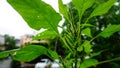 Herbal mesta plant cultivated in the house.