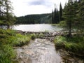 Picture of the beaver dam at Horseshoe Lake, Denali National Park, Alaska