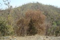 Seen of mountain train going through jungle Royalty Free Stock Photo