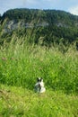 Adventurous and curious baby rabbit standin in front of a huge grassland