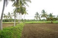 Paddy field in palakkad