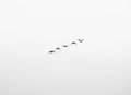 Geese black and white flying Royalty Free Stock Photo