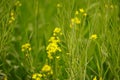 Flower of mustard from uttarpradesh