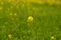 Flower of mustard from uttarpradesh