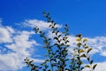 Branches against the blue sky some blurr