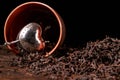 Picture of the tea strainer with dried tea leaves and sticks of cinnamon isolated on dark wooden background