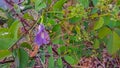 A picture of telang flower or clitoria ternatea