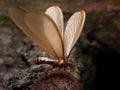 Picture of a termite alates