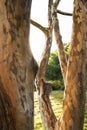 Textured tree bark in Highland Park Rochester New York