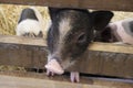 Picture There are many breeds of dwarf pigs that are now popularly raised for enjoyment. Royalty Free Stock Photo