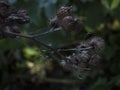 Picture of a thistle.