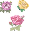 Picture of three vector roses