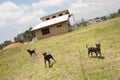 Picture of three dogs guarding house Royalty Free Stock Photo